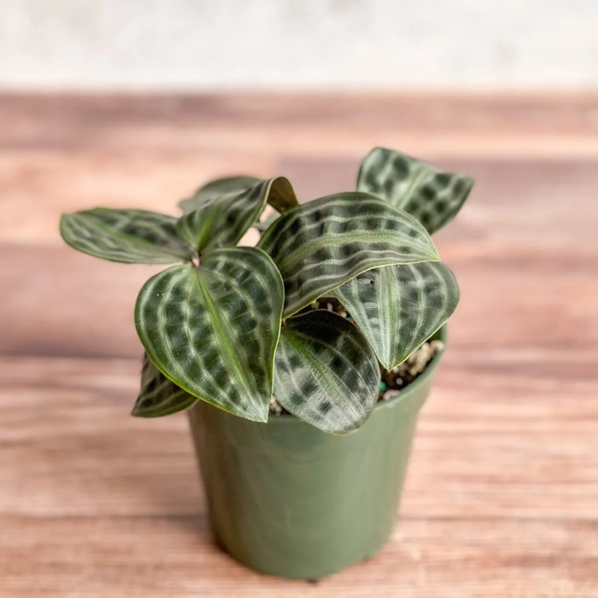 Geogenanthus poeppigii - Seersucker Plant