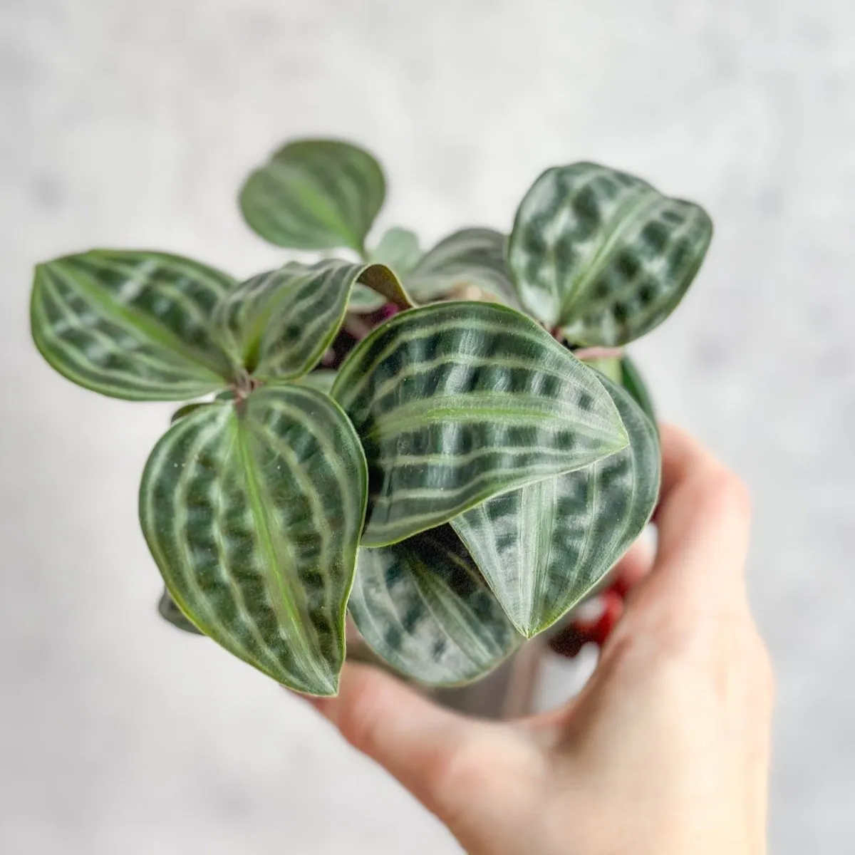 Geogenanthus poeppigii - Seersucker Plant